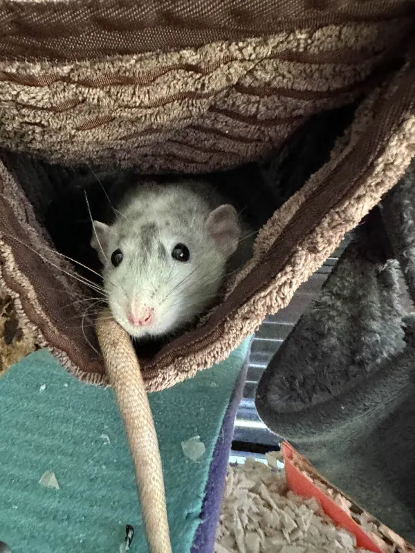Brösmeli schaut neugierig aus seinem Schlafversteck.