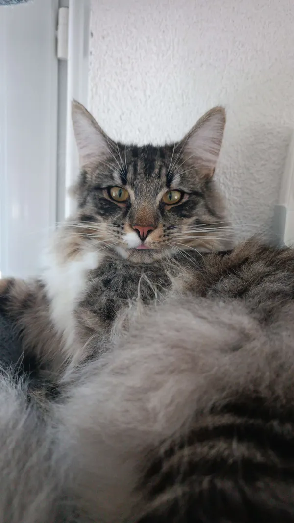 Katze - c47.ch - Lucky Selfie