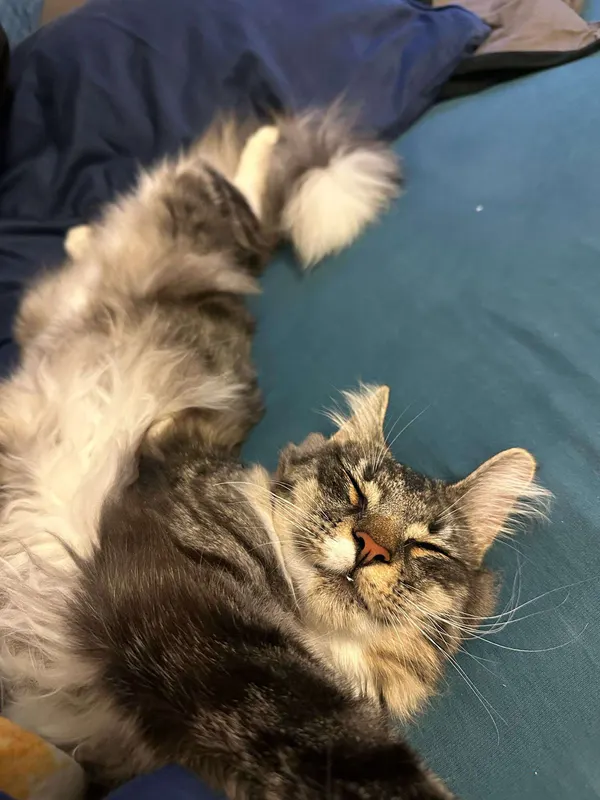 Katze - c47.ch - Lucky Selfie 2