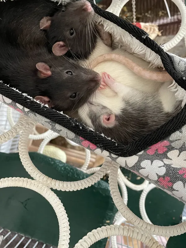 Eine Kuschelparty bestehend aus Pepe, Pedro & Eddie.