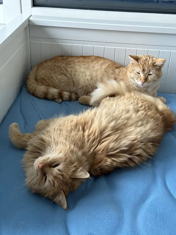 Zwei rote Katzen schlafen eng aneinander gekuschelt im Bett