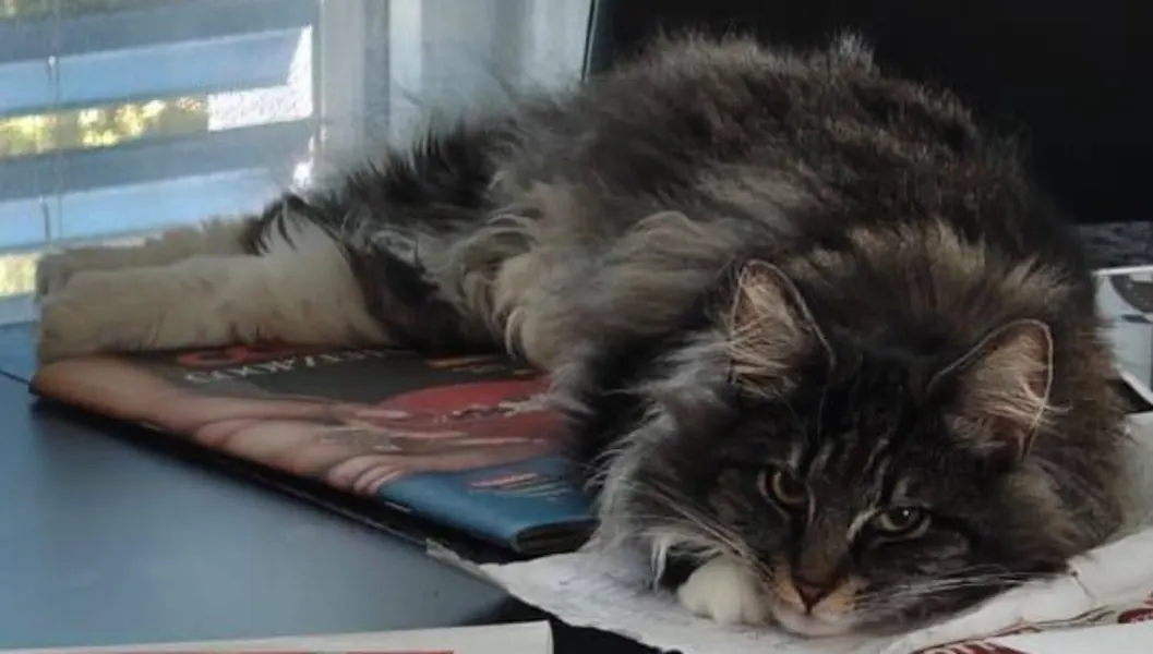 Tisch Katze gefunden