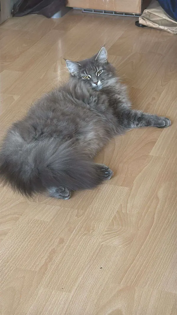 Getigerte Katze liegt entspannt auf hellem Holzboden