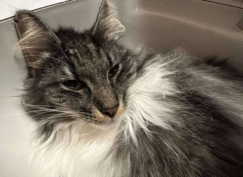 Porträtaufnahme der Katze im Waschbecken im weichen Morgenlicht.