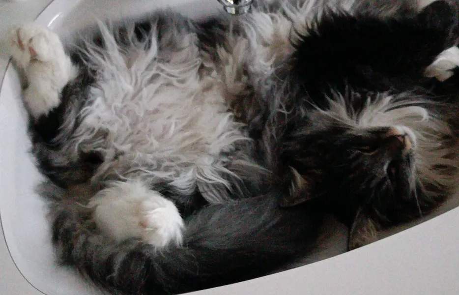 Lilli macht ein Nickerchen im kühlen Waschbecken.
