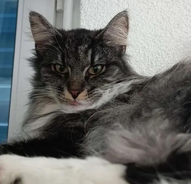 Kopfnahes Porträt einer entspannten Katze auf der Fensterbank.