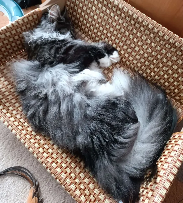 Schlafende Katze in ihrem Lieblingskorb.