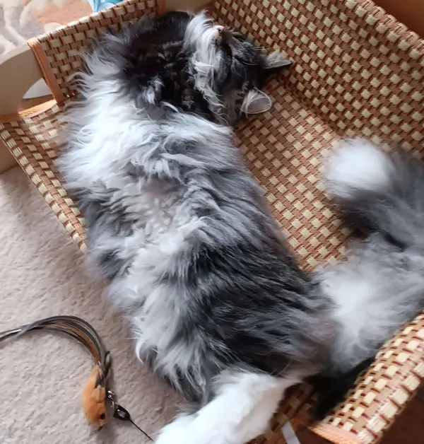 Katze liegt ausgestreckt im Korb und döst selig vor sich hin.